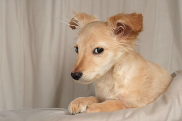 Adorable shelter dog in studio