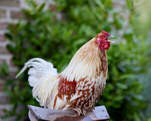 Rooster free in garden crows
