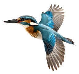 Fototapeta premium Flying kingfisher isolated on transparent background.