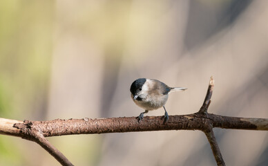 Fototapeta premium Black Capped Chickadee or Willow tit (Poecile montanus) , single bird on branch 