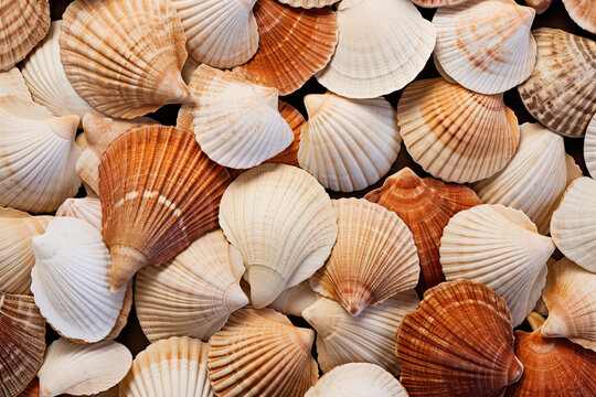 Close up of a pile of seashells