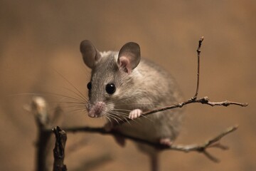 mouse on a branch