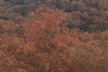Brown orange trees of leopard rail  of Aravalli hills, desert trees