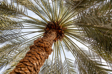 Date palm trees in Abu Dhabi, UAE. View from below.