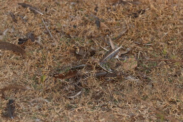 Few Bunch of Feathers of birds wing fallen on dirty ground of mud and grass