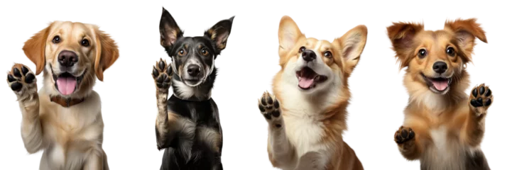 Foto op Canvas Collection of dogs giving high five isolated on white background © Luckyphotos