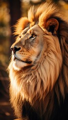 Majestic Lion Portrait in Golden Light