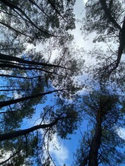 Fototapeta premium Las copas de los árboles vistas desde el suelo con el cielo y las nubes de fondo
