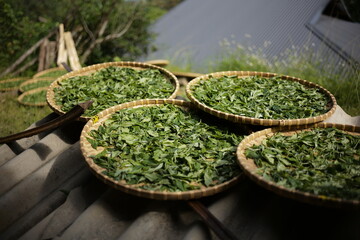 Ha Giang Tea making process