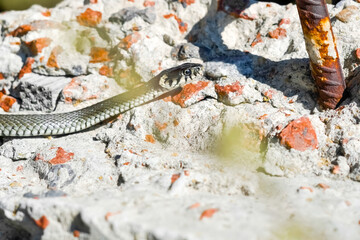 Not a poisonous snake. A snake basks in the spring sun in a city construction site. The...