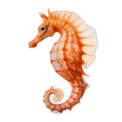 hippocampus isolated on transparent or white background, png - obrazy, fototapety, plakaty