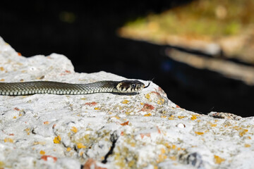 Not a poisonous snake. A snake basks in the spring sun in a city construction site. The...