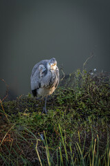 Paris, France - 12 16 2023: The gray heron near at the edge of the Ourcq canal.