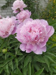 Pink double flowers of a herbaceous peony, perennial bushes in the garden