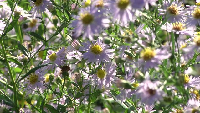 Symphyotrichum novi-belgii (Aster novi-belgii), New York aster. Flowering plant, Michaelmas daisy. Floral background, autumn purple flowers. Field, blooming meadow. Selective focus
