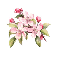 Apple tree blossom flower with leaves spring decor card watercolor paint on white background - obrazy, fototapety, plakaty