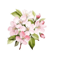 Naklejka na ściany i meble Apple tree blossom flower with leaves spring decor card watercolor paint on white background