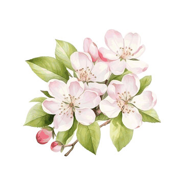 Apple tree blossom flower with leaves spring decor card watercolor paint on white background