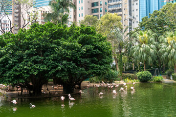 Fototapeta na wymiar Hong Kong public park