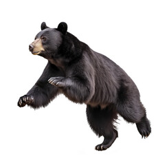 Fototapeta premium black bear isolated on white background