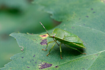 Green Stink Bug Perched on a Variegated Green Leaf in Nature