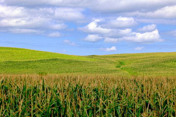 Heavenly Horizons: Fluffy White Clouds Dancing Above a Serene Green Agricultural Field Against a Blissful Blue Sky