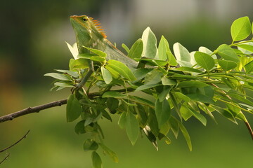 chameleon at green leaves on a branch