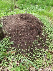 Live anthill full of ants in the forest.