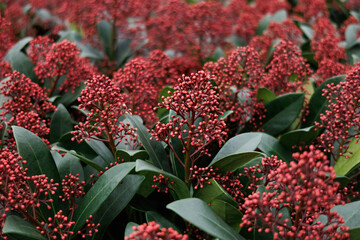 Red Skimmia Japonica Rubella plant in the garden, close-up, selective focus
- 697376622