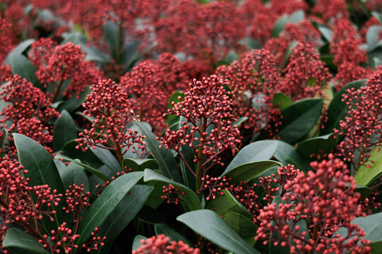 Red Skimmia Japonica Rubella plant in the garden, close-up, selective focus	
