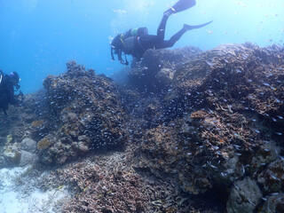 Fototapeta na wymiar 広がるサンゴと魚群　石垣島海底をダイブ