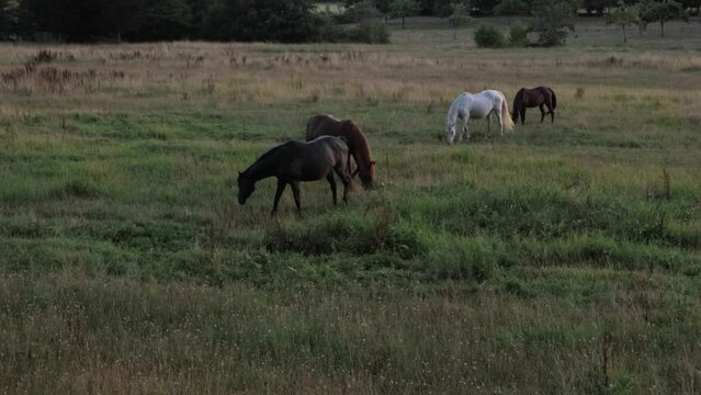 horses stand on a green meadow and eat grass while the sun sets
