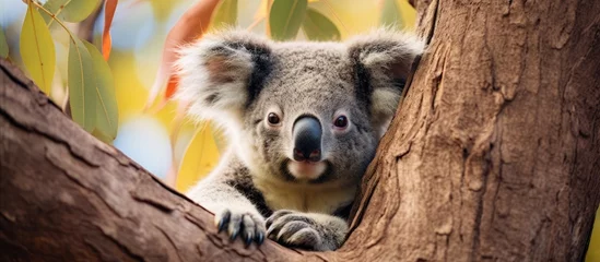 Foto op Plexiglas Koala resting in Australian gum tree. © TheWaterMeloonProjec