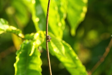 Spider on the branch