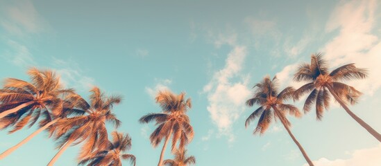 Fototapeta na wymiar Looming palm trees gazing at the Miami sky.