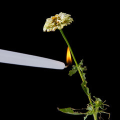 Blume von einer Kerze entzündet auf schwarzem Hintergrund