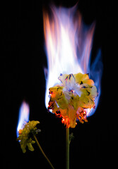 Gelbe Blume in Flammen auf schwarzem Hintergrund