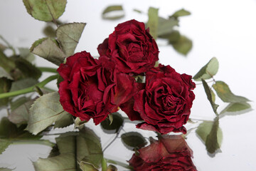 Rote getrocknete Rosen mit Spiegelung auf weißem Hintergrund