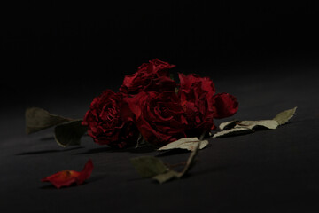 Rote getrocknete Rosen mit Spiegelung auf schwarzen Hintergrund
