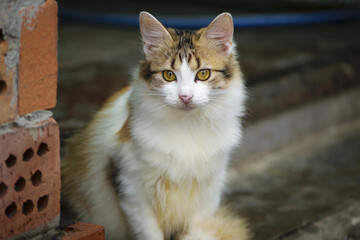 Fluffy tricolor cat with white breast on the street. a motley gorgeous cat sits and rests, looks at me with yellow eyes. on the street against the wall, close-up