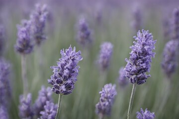 Obraz premium Violet lavender field. Lavanda purple flowers beautiful sunshine blooming in a garden, Latvia