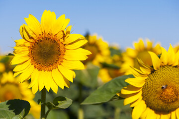 Fototapeta premium big bright yellow sunflower in the field. Large flowers of a sunflower in the sunlight. Yellow flowers on a farm field. Agriculture concept, organic products, good harvest. Growing seeds for oil.