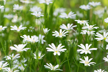 Stellaria holostea. delicate forest flowers of the chickweed, Stellaria holostea or Echte Sternmiere. floral background. white flowers on a natural green background. close-up. soft focus