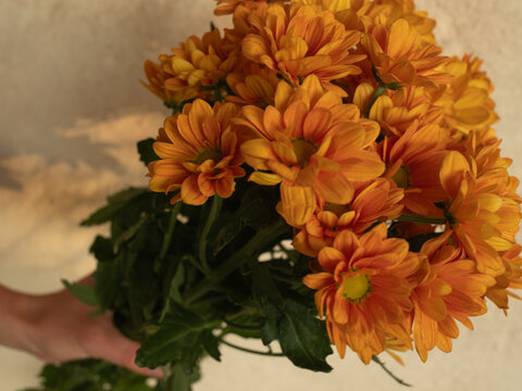 A horizontal close-up image of a hand holding a bouquet of orange chrysanthemums in front of a beige sunlit wall.