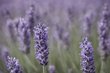 Obraz premium Violet lavender field. Lavanda purple flowers beautiful sunshine blooming in a garden, Latvia
