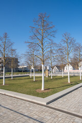 Fototapeta premium Tilia tomentosa Silber-Linde Habitus Winter unbelaubt