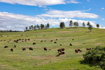 Wild bisons grazing on the prairie in Wind Cave National Park, Hot Springs, South Dakota 