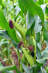 A cob grows on a young corn stalk