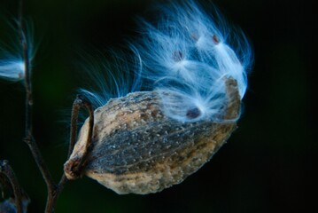Milkweed silk fluttering in the wind