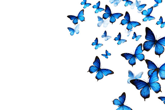 many butterfly flying isolated on transparent background